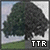 'TTR' button featuring tree design